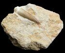 Fossil Plesiosaur Tooth In Matrix #44835-1